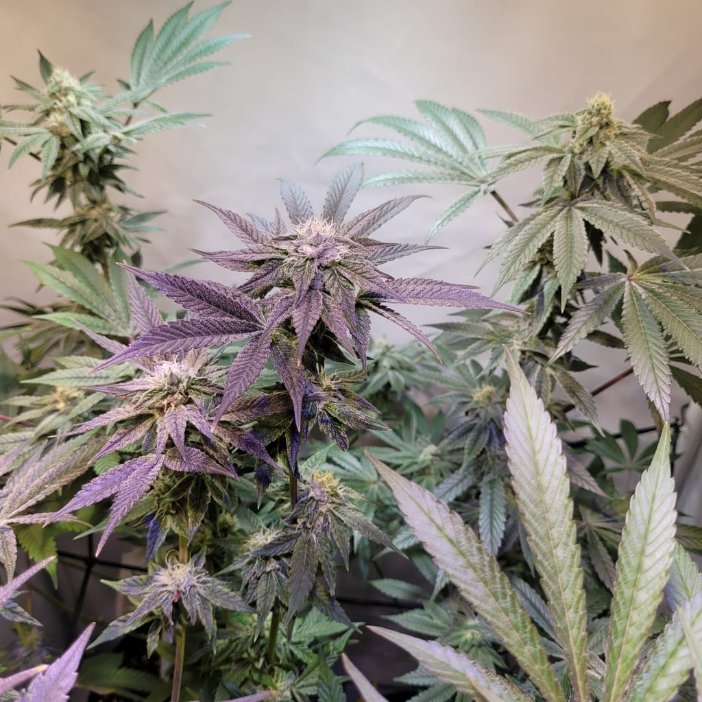 Apples, Bananas n Peaches - (Apples & Bananas x Nicole)