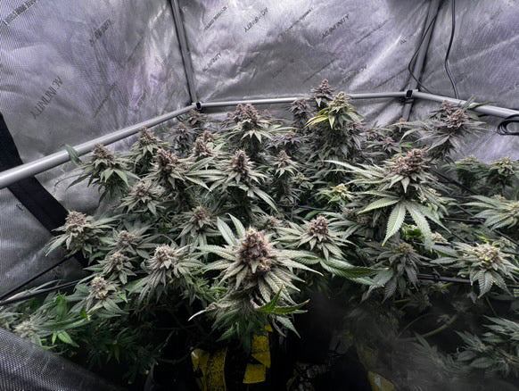 Apples, Bananas n Peaches - (Apples & Bananas x Nicole)