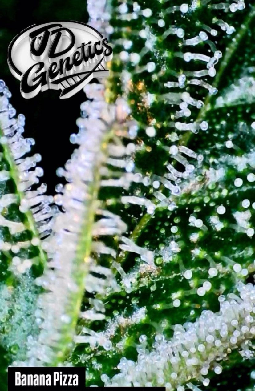 Banana Pizza - (GMO x Zanana)