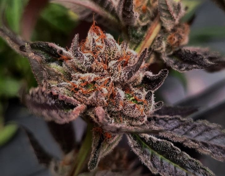 Cherry Pie Wilson - (Cherry Pie x Double Wilson)