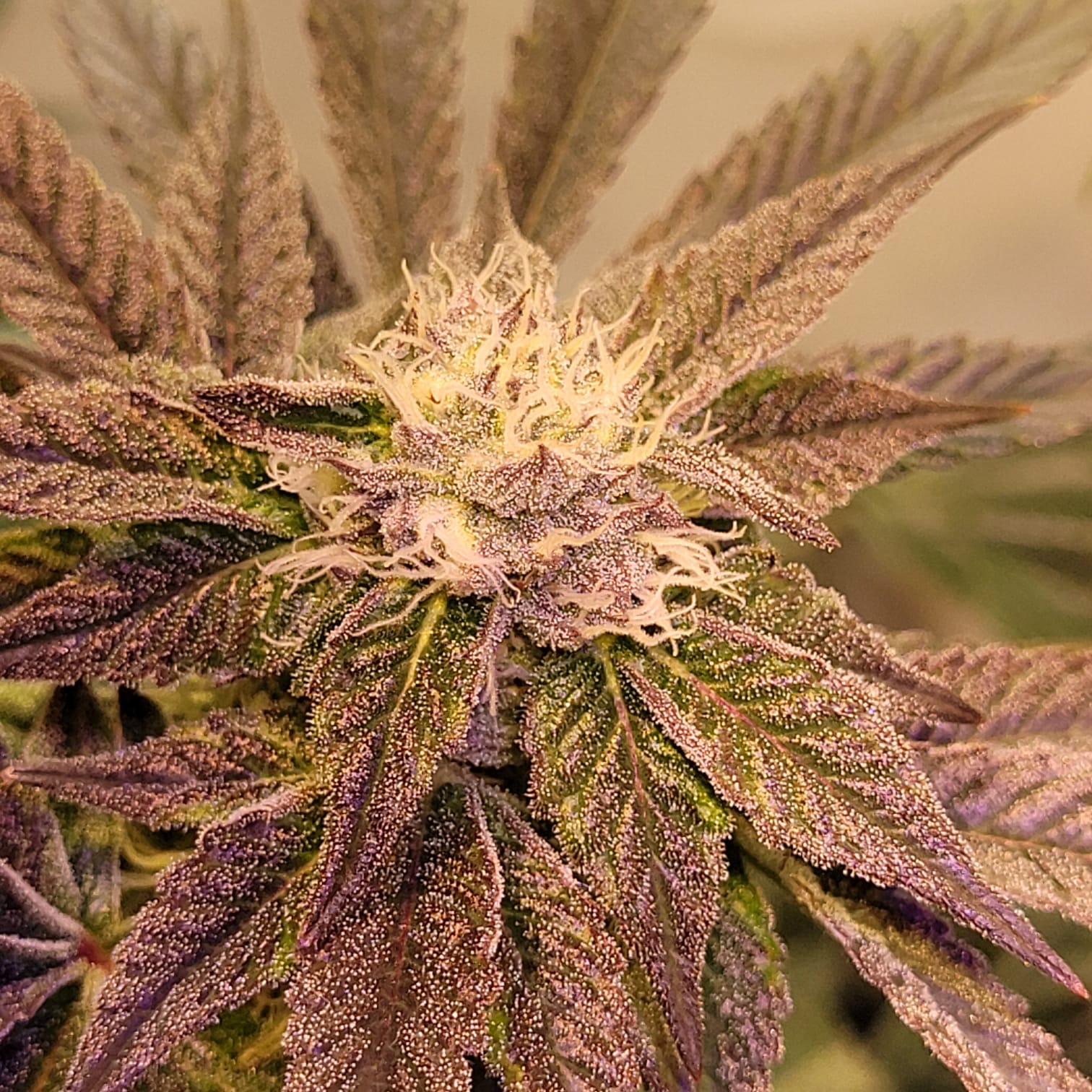 Cherry Pie Wilson - (Cherry Pie x Double Wilson)