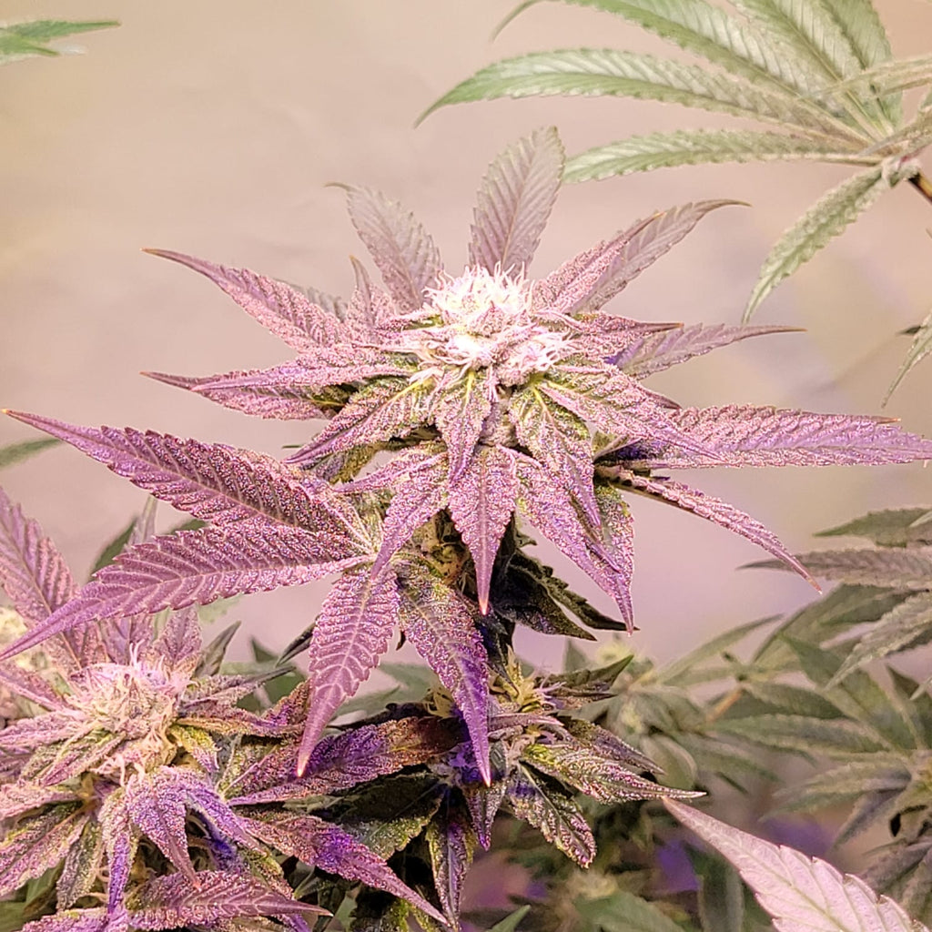 Cherry Pie Wilson - (Cherry Pie x Double Wilson)