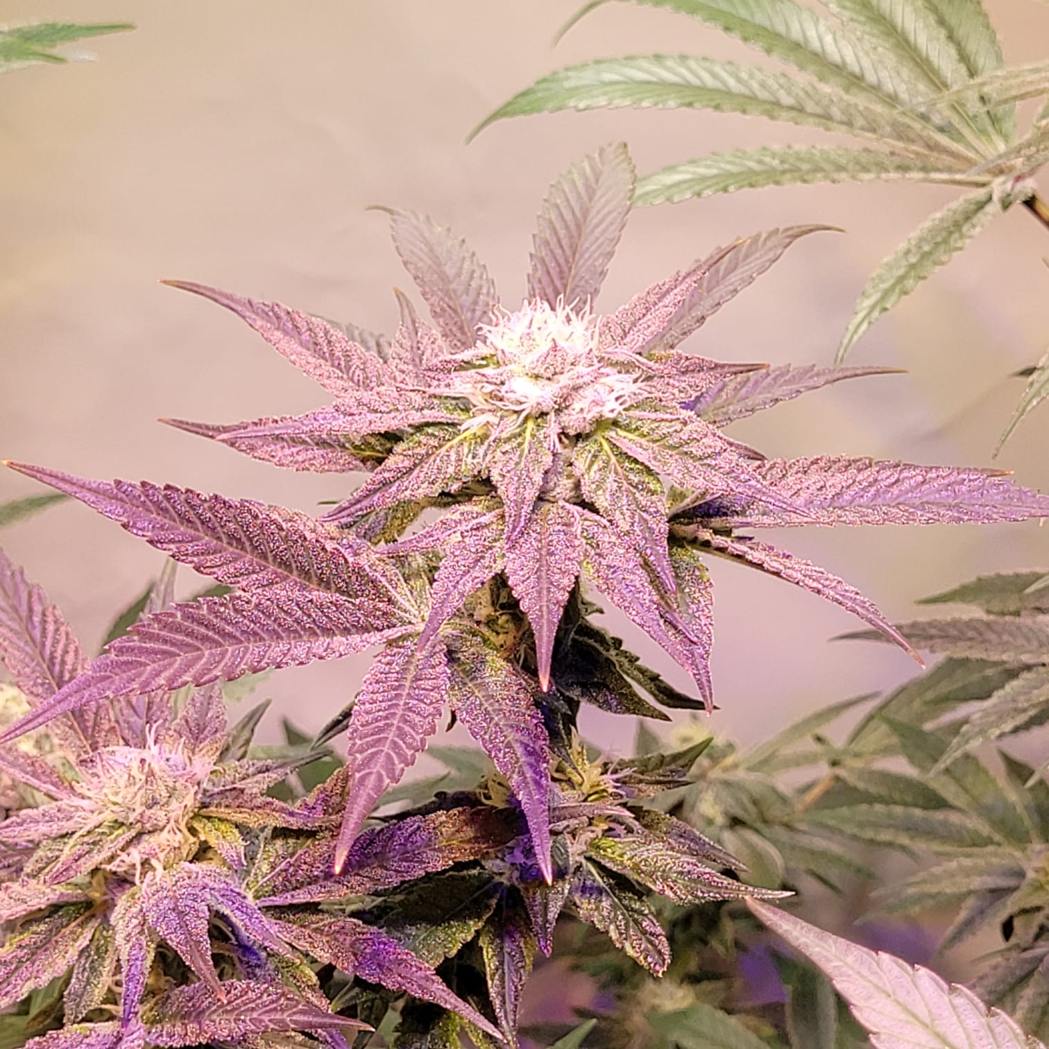 Cherry Pie Wilson - (Cherry Pie x Double Wilson)