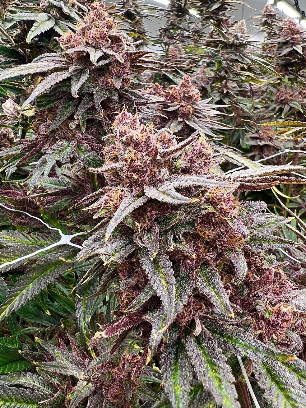 Cherry Zanana - (Cherry Z x Zanana)