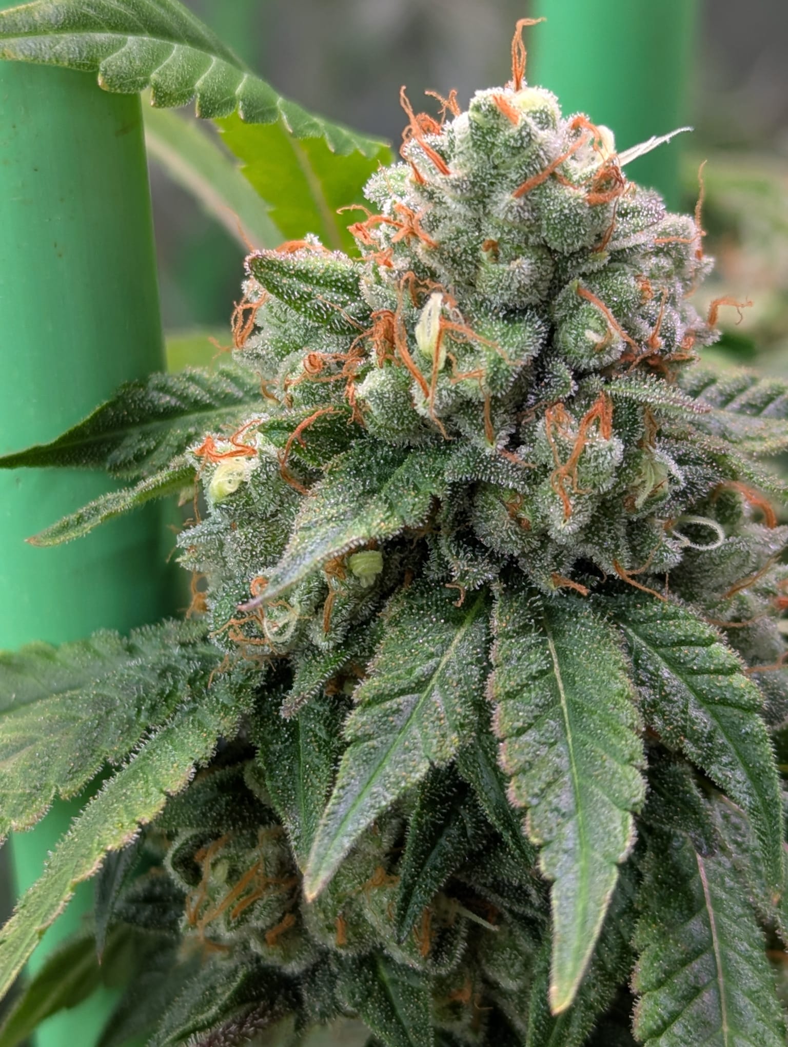 Doppel-Wilson - (Wilson x Wilson Zero)