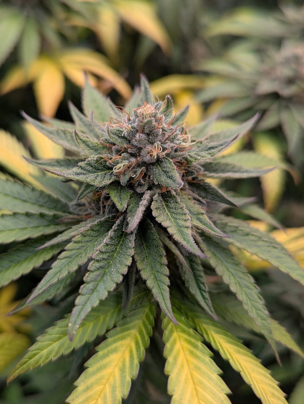 Doppel-Wilson - (Wilson x Wilson Zero)