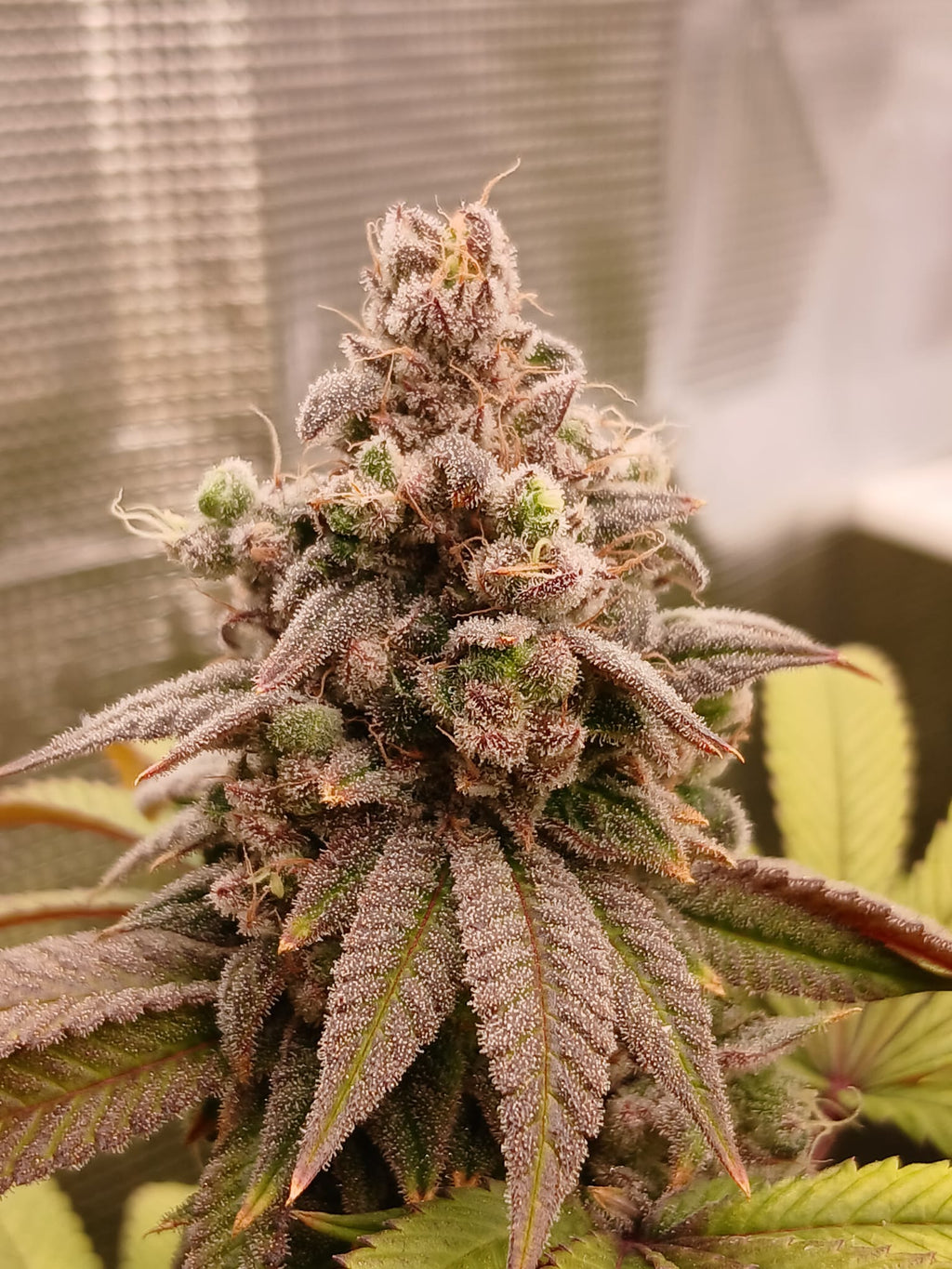 Hunters Runtz - (white Runtz x Nicole)