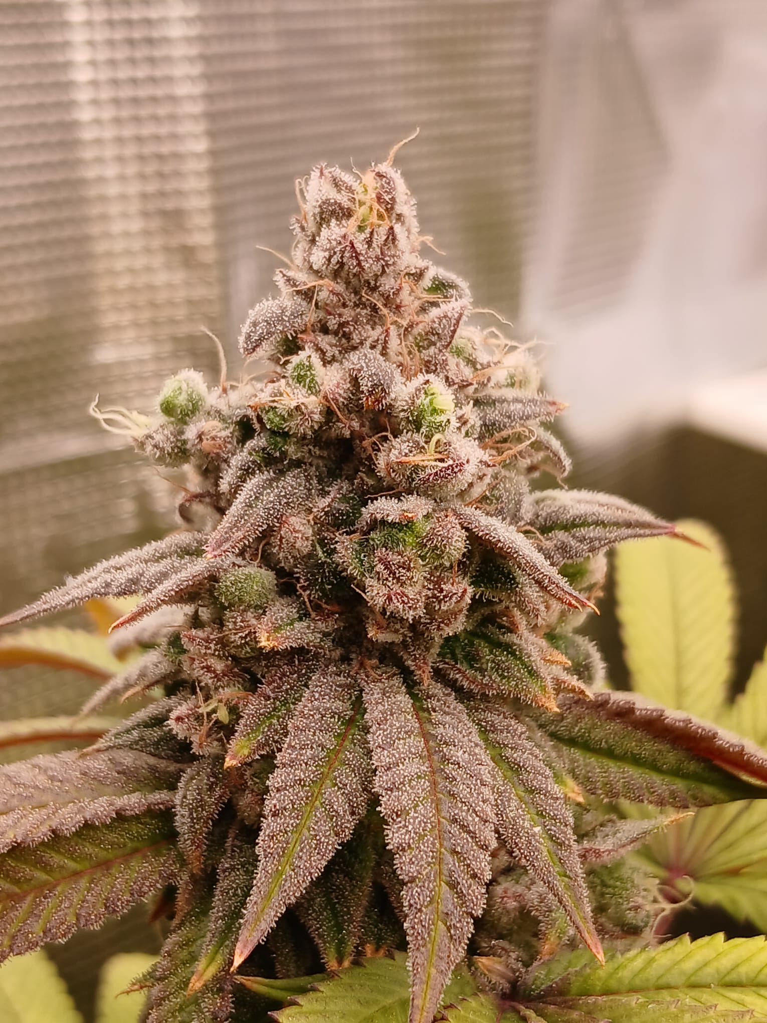 Hunters Runtz - (white Runtz x Nicole)