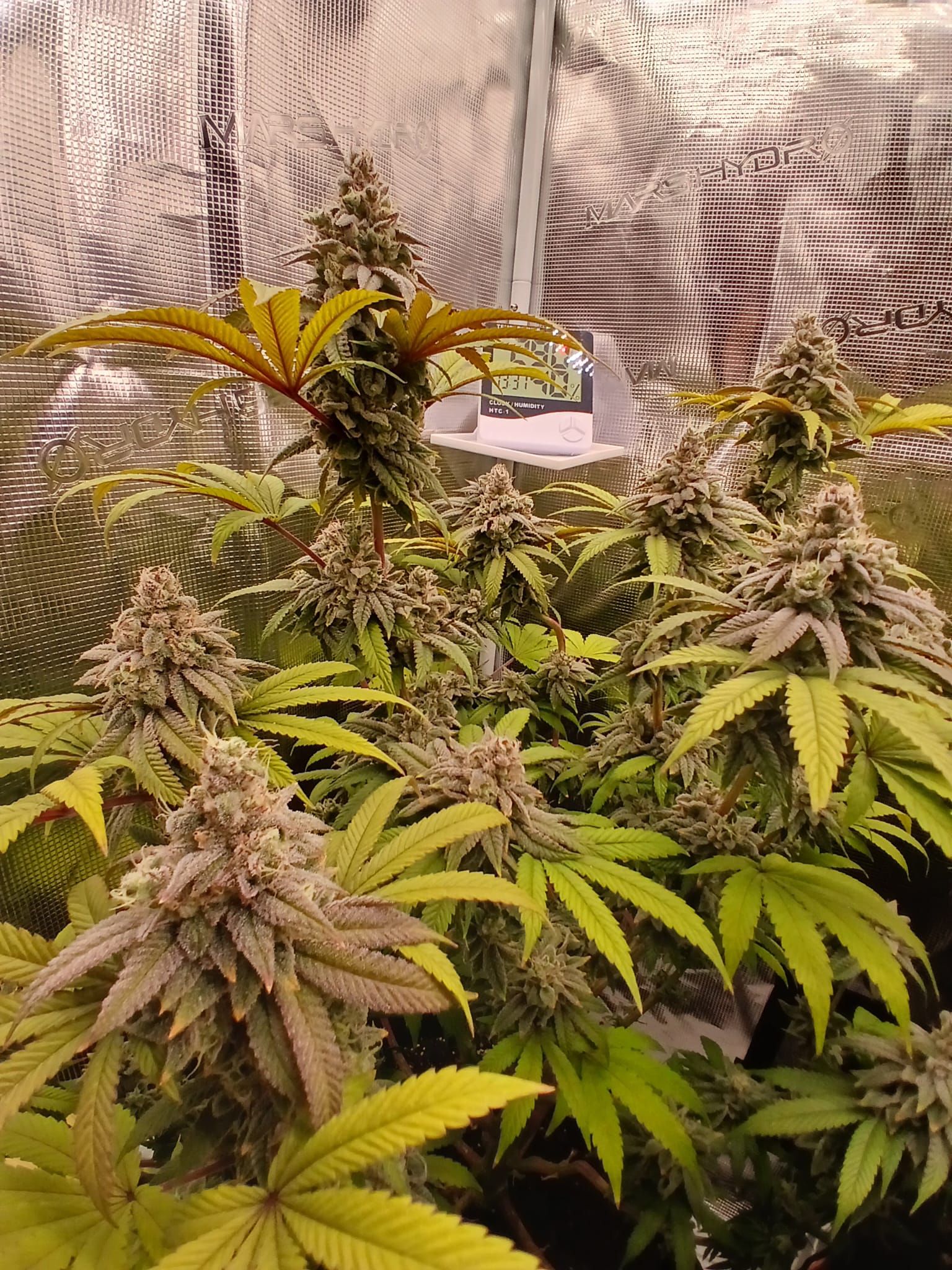 Hunters Runtz - (white Runtz x Nicole)