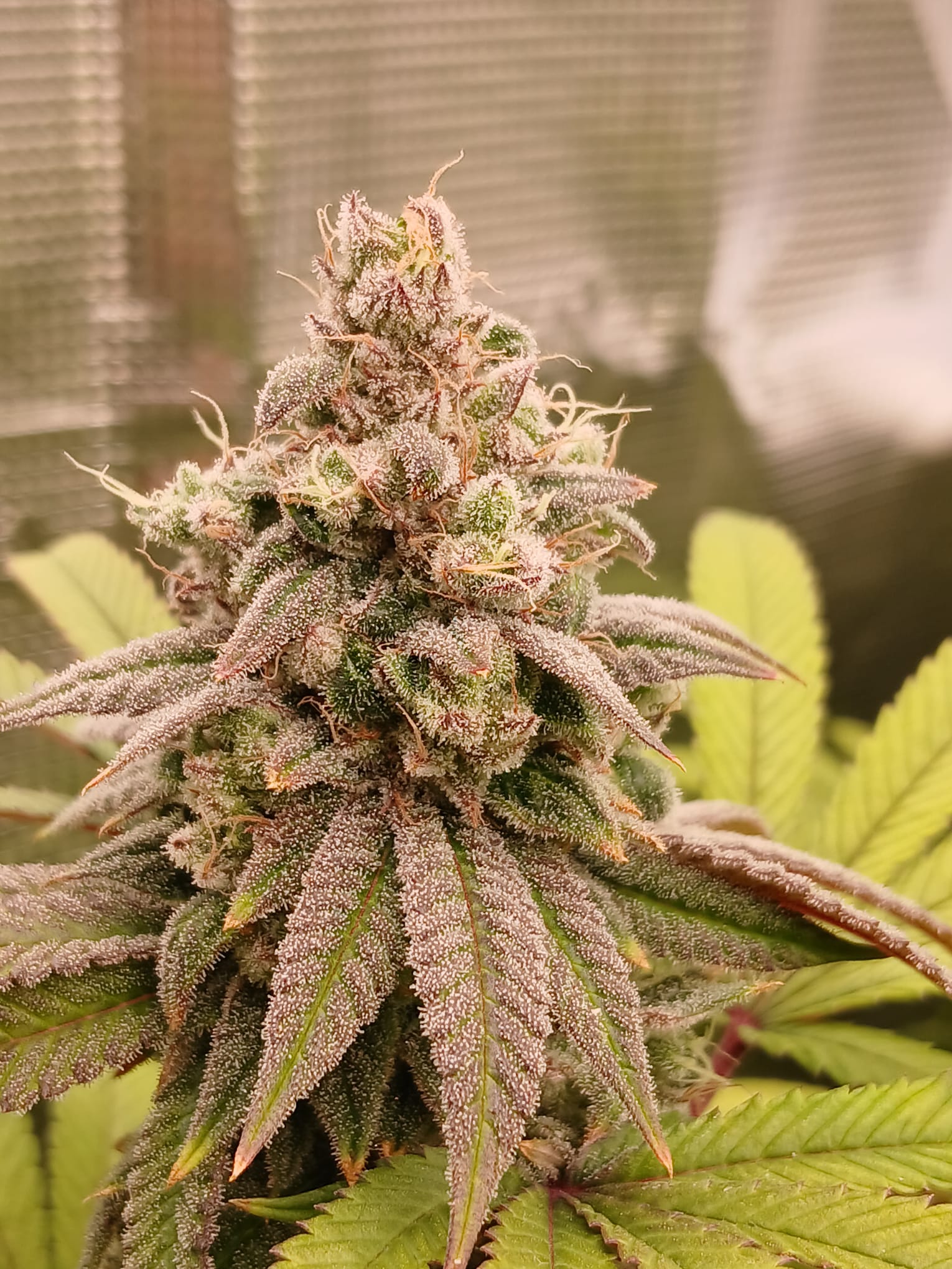 Hunters Grapes - (Grape Gas x Nicole)