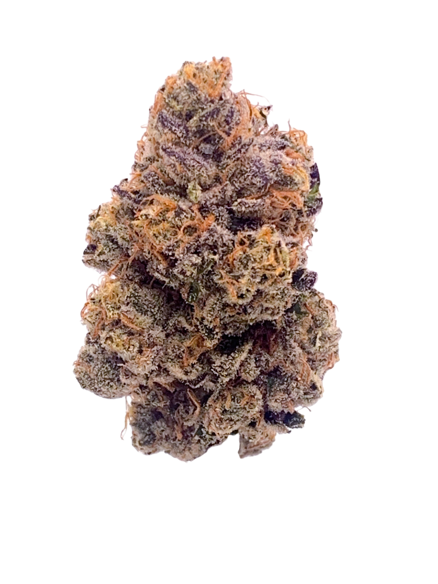 Dr. Gonzo - (Zealousy x Nicole)