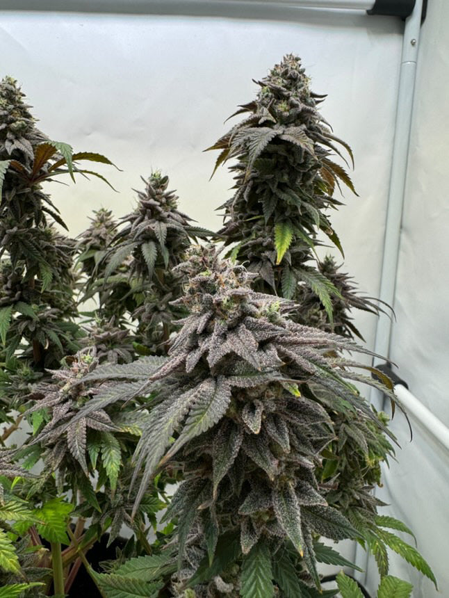 Peanutbutter Jelly - (Peanutbutter Breath x Double Wilson)