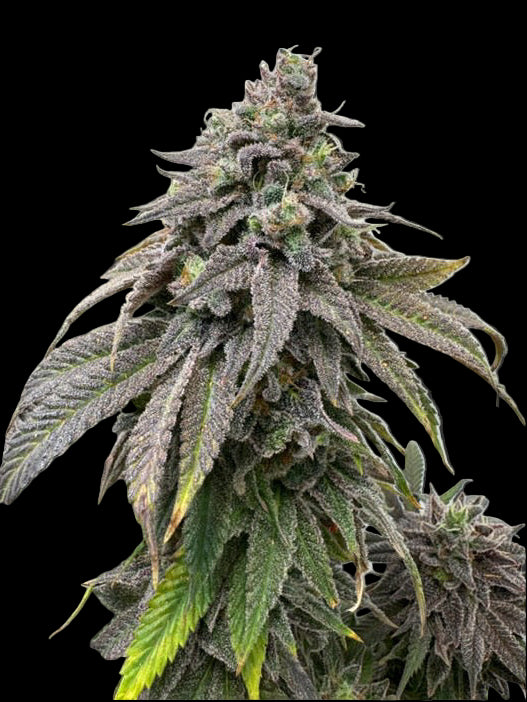 Peanutbutter Jelly - (Peanutbutter Breath x Double Wilson)