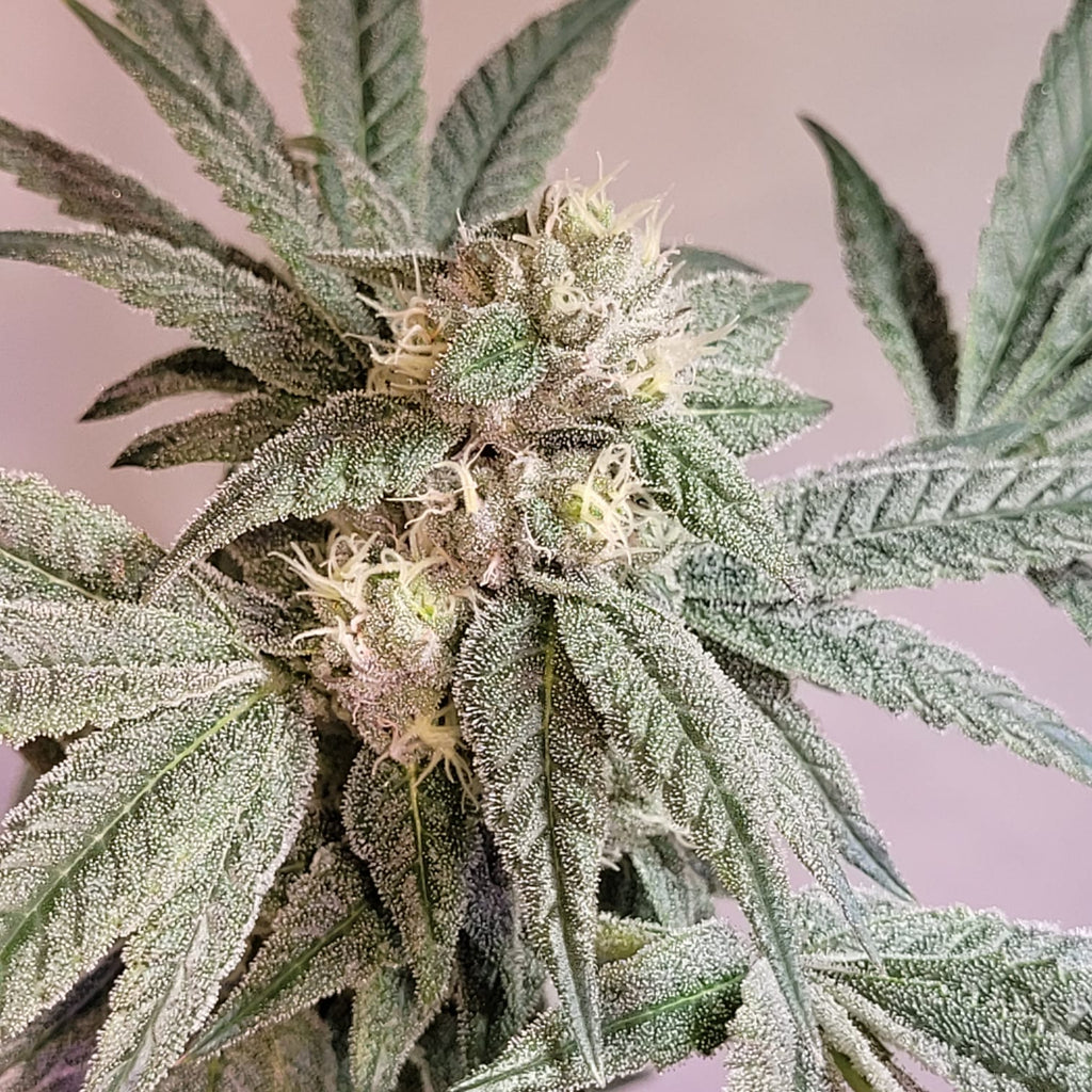 Peanutbutter Jelly - (Peanutbutter Breath x Double Wilson)