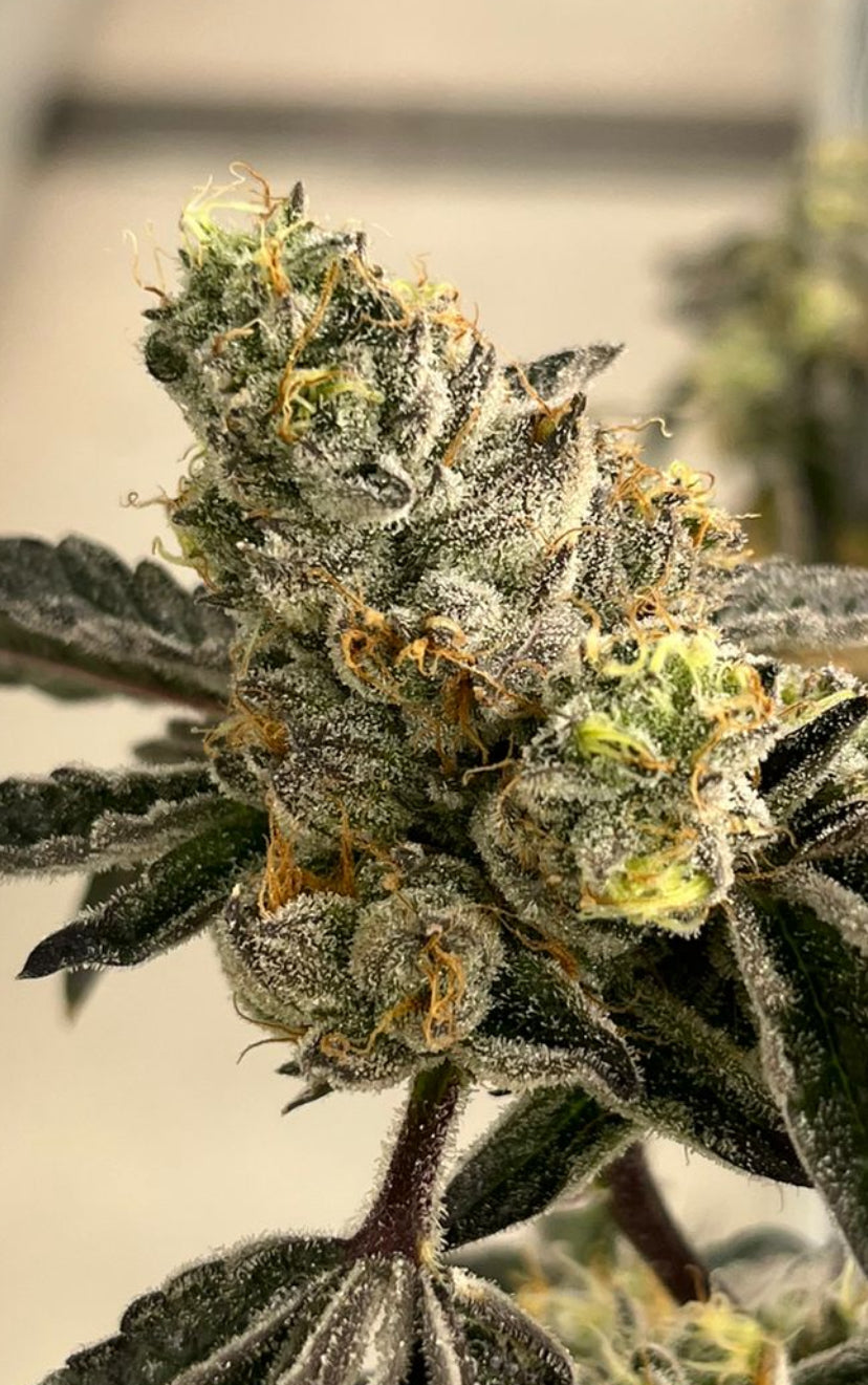 Tropical Poundcake - (Pineapple Poundcake x Double Wilson)