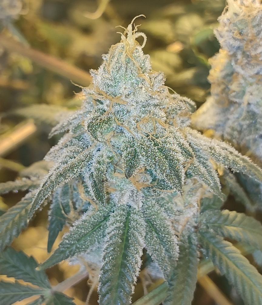 Zanana - (Zazaya x Banana Zkittlez Bx1)