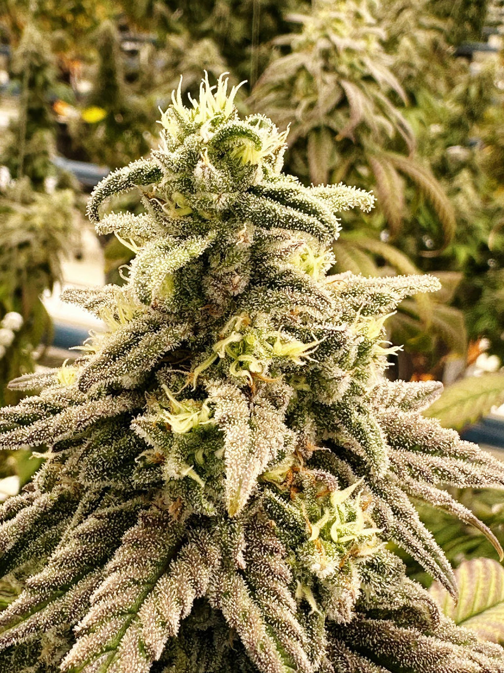 Zanana Breath - (Puppy Breath x Zanana)