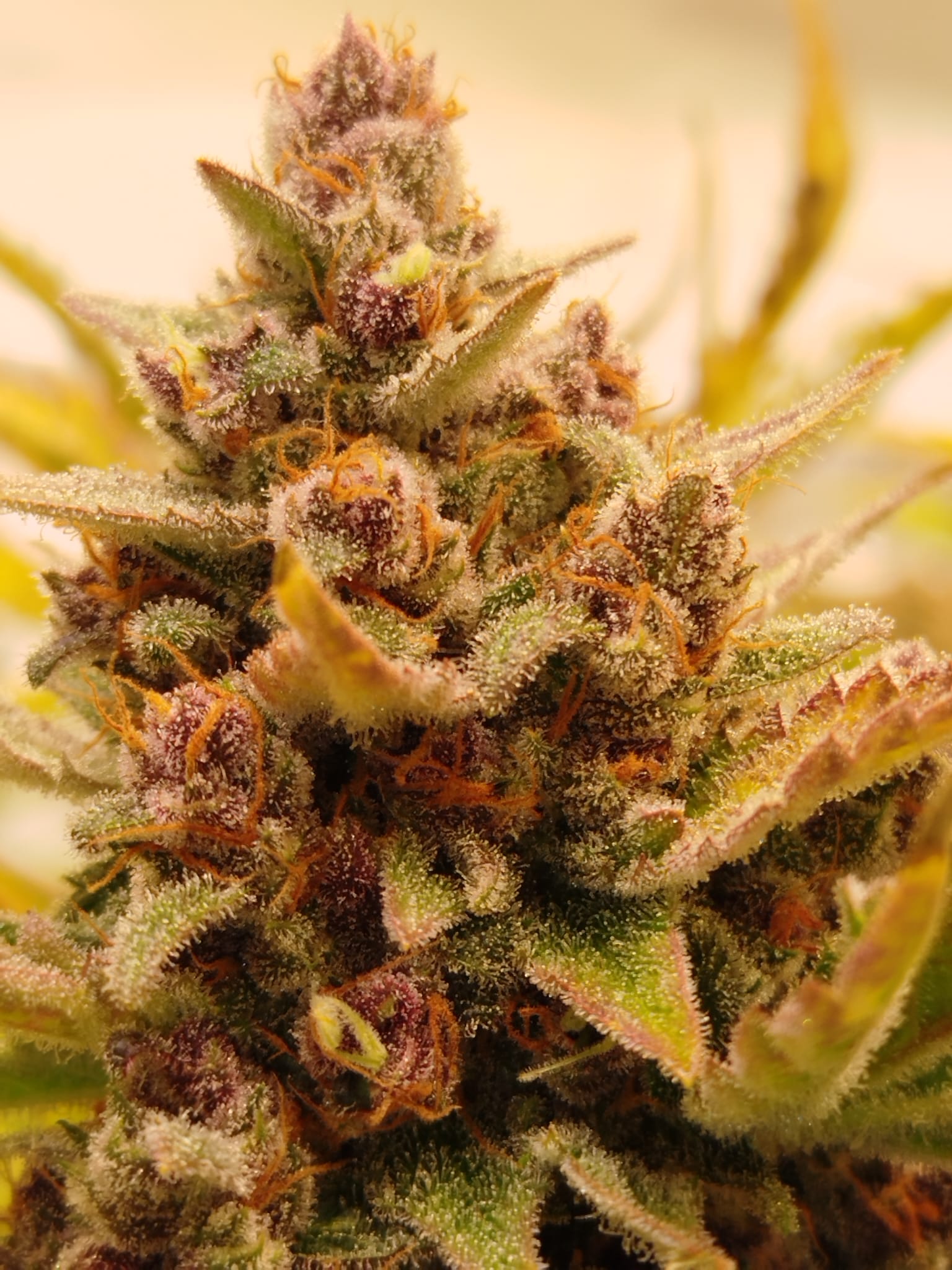 Zanana Flambé – (Fire OG x OCM) x Zanana)