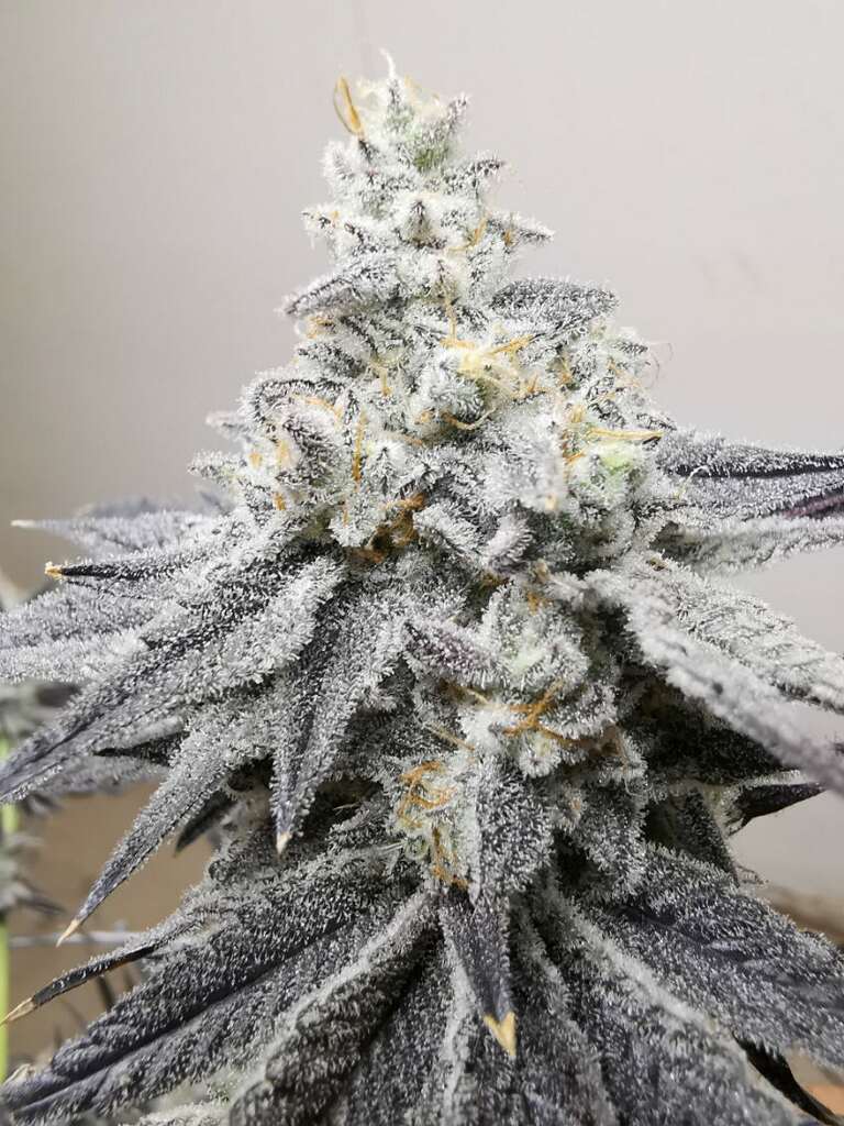 Zanana Lemondrop - (Lemon OG x Zanana)