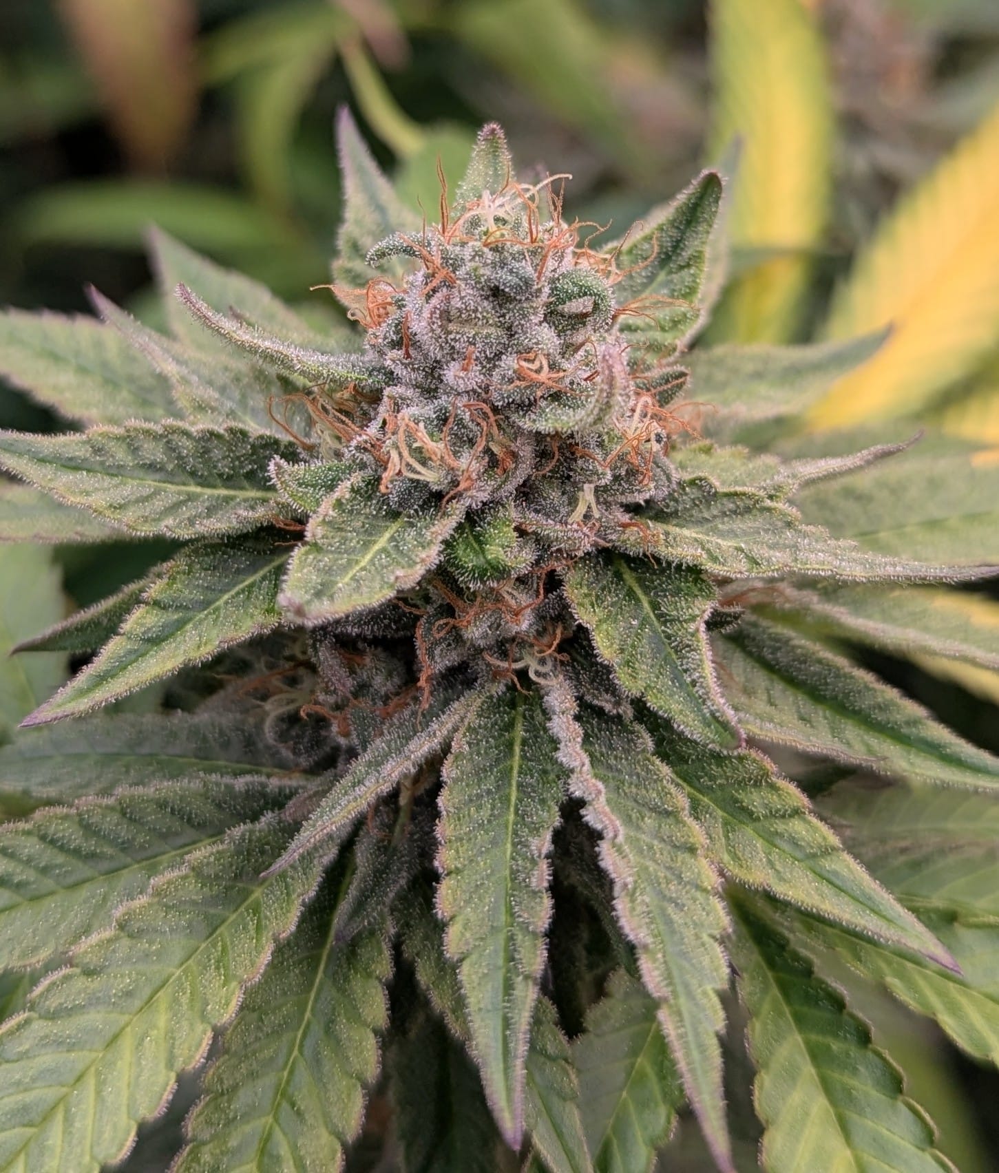 Dr. Gonzo - (Zealousy x Nicole)